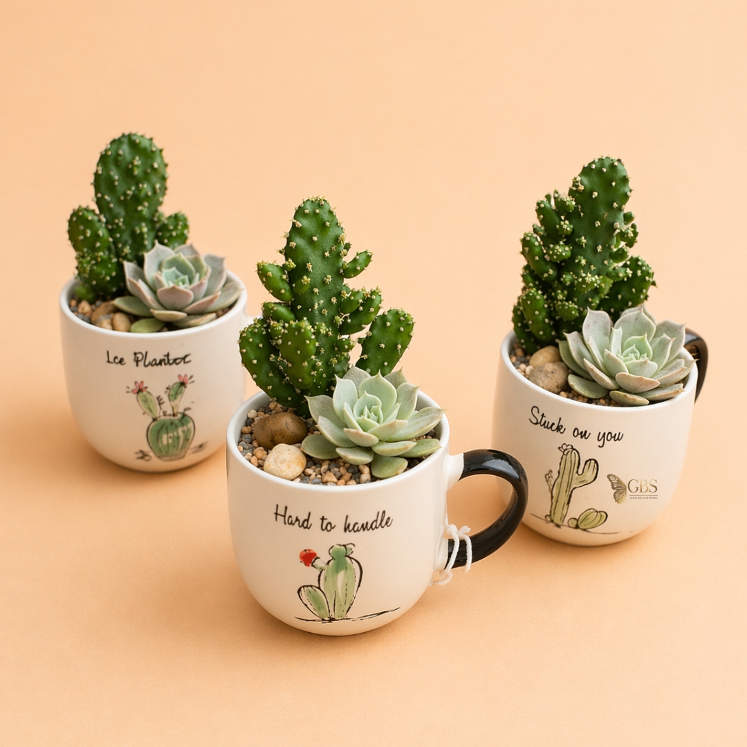 Cactus Charm Planters